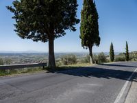 trees along the road at the mountainside with a bench in front of it and green grass to the side of the roadway