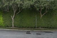 a tree next to a sidewalk near a road and bushes on the opposite side of it