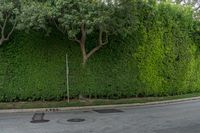 a tree next to a sidewalk near a road and bushes on the opposite side of it