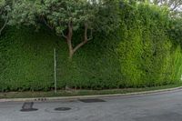 a tree next to a sidewalk near a road and bushes on the opposite side of it