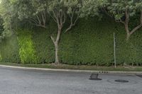 a tree next to a sidewalk near a road and bushes on the opposite side of it