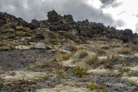 Dome-shaped rock formation on grassy terrain in New Zealand