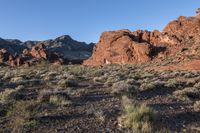 rocky area in the desert surrounded by vegetation and rocks with a blue sky in the background