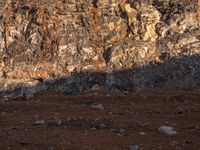 a horse with large ears is standing in the desert and shadows are cast across the rocky hill