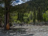 a forest is seen in this wide angle view in this photo from the bottom of the trail