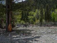 a forest is seen in this wide angle view in this photo from the bottom of the trail