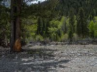 a forest is seen in this wide angle view in this photo from the bottom of the trail