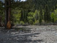 a forest is seen in this wide angle view in this photo from the bottom of the trail