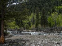 a forest is seen in this wide angle view in this photo from the bottom of the trail