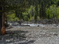 a forest is seen in this wide angle view in this photo from the bottom of the trail