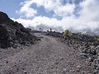 the paved road is very rocky with very little rocks on the side and there is a lone tree by it