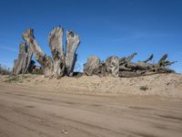 a lot of very old log like wood sticking out in the desert from the sand