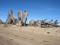 a lot of very old log like wood sticking out in the desert from the sand