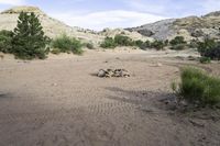 a view of a dry, arid area with plants and bushes around it with some hills behind