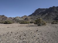 the dry, arid landscape of the desert is alive with green plants and rocks on both sides