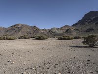 the dry, arid landscape of the desert is alive with green plants and rocks on both sides