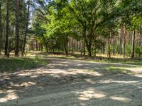 a dirt road in the middle of a forest filled with pine trees and some brown rocks