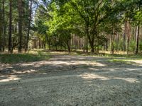 a dirt road in the middle of a forest filled with pine trees and some brown rocks