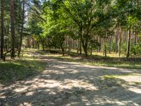 a dirt road in the middle of a forest filled with pine trees and some brown rocks