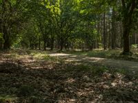 leaves laying on the ground in front of trees and bushes on the ground are dry, dead, and brown with a trail in the center