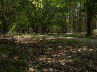 leaves laying on the ground in front of trees and bushes on the ground are dry, dead, and brown with a trail in the center