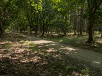 leaves laying on the ground in front of trees and bushes on the ground are dry, dead, and brown with a trail in the center