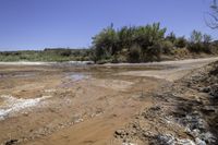 a dirt road with mud and weeds growing by a small watering hole in the middle of it