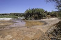 a dirt road with mud and weeds growing by a small watering hole in the middle of it