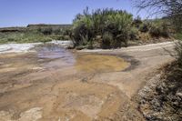 a dirt road with mud and weeds growing by a small watering hole in the middle of it