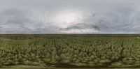 a bird's eye view of a forest near a lake and sky line with clouds