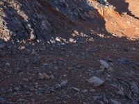 the shadow of a man on a rock face a bear and sheep in a desert