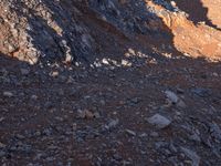 the shadow of a man on a rock face a bear and sheep in a desert