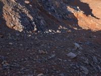 the shadow of a man on a rock face a bear and sheep in a desert