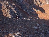 the shadow of a man on a rock face a bear and sheep in a desert