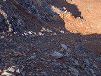 the shadow of a man on a rock face a bear and sheep in a desert