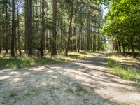 a dirt road through a wooded forest with tall pine trees in the distance, a blue sky is behind