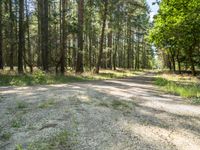 a dirt road through a wooded forest with tall pine trees in the distance, a blue sky is behind