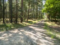 a dirt road through a wooded forest with tall pine trees in the distance, a blue sky is behind