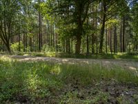 the dirt and grass is overgrown near many trees in the woods of the country side