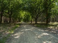 an empty dirt road in the middle of a green forest with trees lining the roads