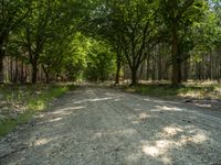 an empty dirt road in the middle of a green forest with trees lining the roads