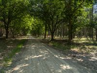 an empty dirt road in the middle of a green forest with trees lining the roads