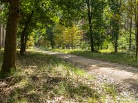 an empty dirt road with trees in the background and grass around it and leaves on the ground