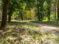 an empty dirt road with trees in the background and grass around it and leaves on the ground