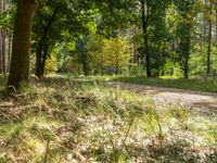 an empty dirt road with trees in the background and grass around it and leaves on the ground