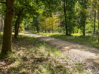 an empty dirt road with trees in the background and grass around it and leaves on the ground