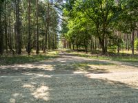 gravel road in an outdoor wooded area with trees surrounding it and dirt road near the entrance