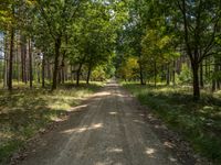 a dirt road through the trees on top of it, with a few people out in the distance