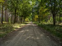 a dirt road through the trees on top of it, with a few people out in the distance