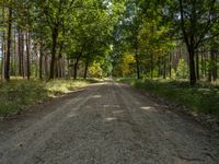 a dirt road through the trees on top of it, with a few people out in the distance